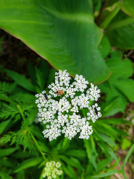 绿色植物