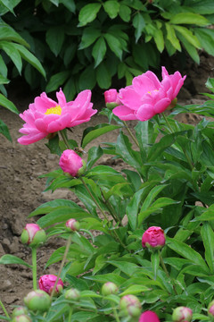 芍药花