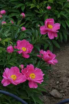 芍药花