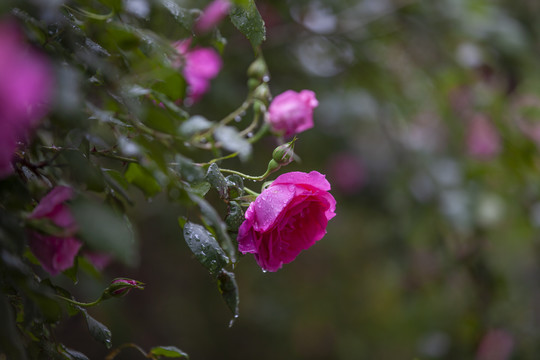 雨后蔷薇花