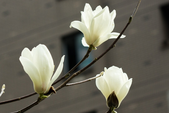 白玉兰