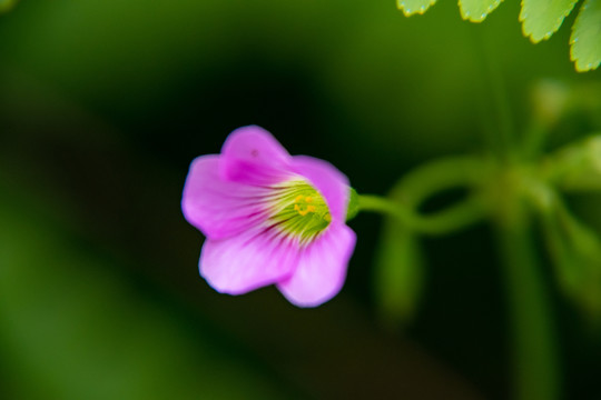 微距下的红花酢浆草小花