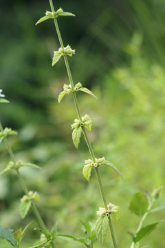 唇形科植物錾菜