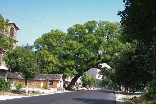 路与大树