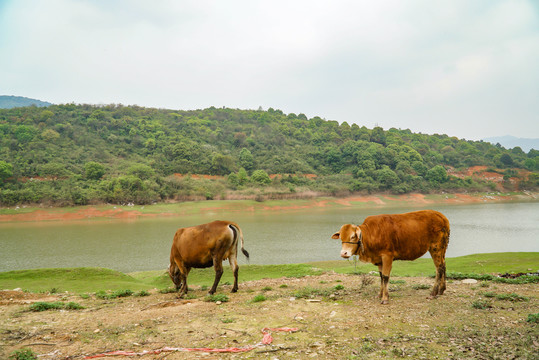 衡阳龙溪湖的黄牛