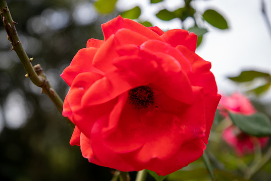 月季花