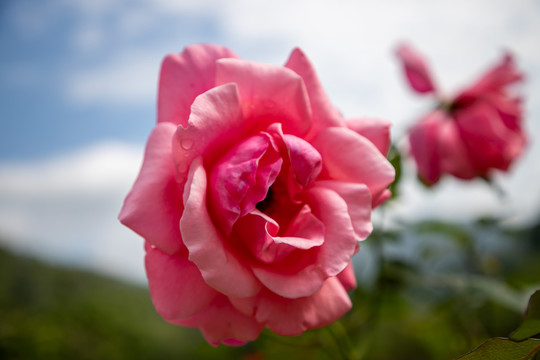 月季花