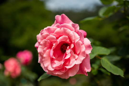 月季花