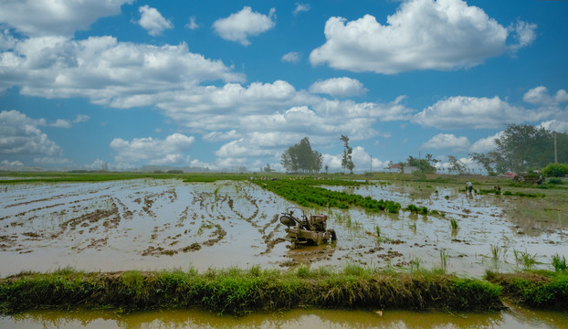 80年代水稻种植场景