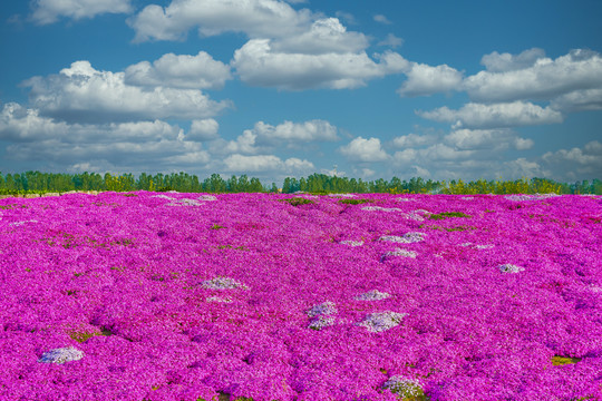 浪漫花海