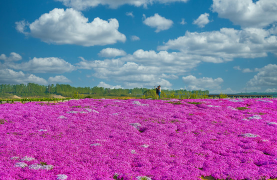 鲜花田园