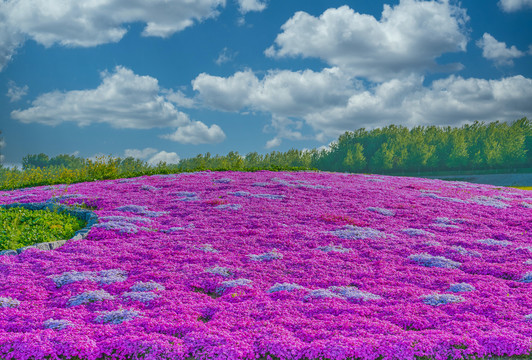 鲜花田园