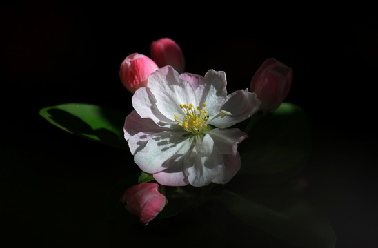 海棠花