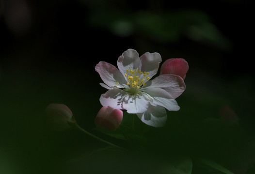 海棠花