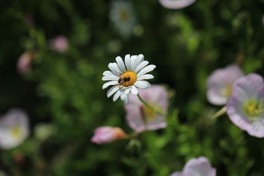 西洋滨菊