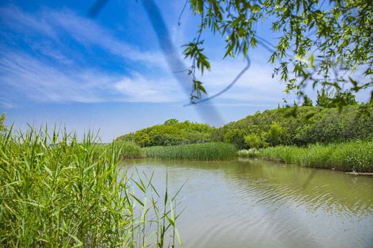 吴淞炮台湿地森林