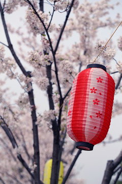 樱花灯笼