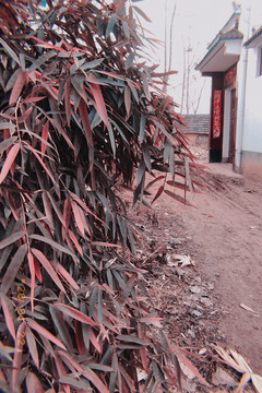 红色竹叶摄影图