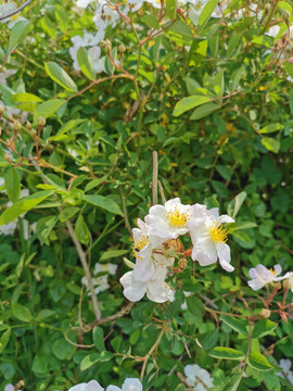 野莓花