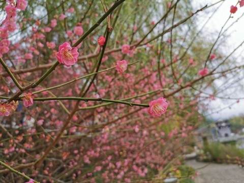 梅花