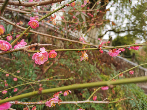 梅花