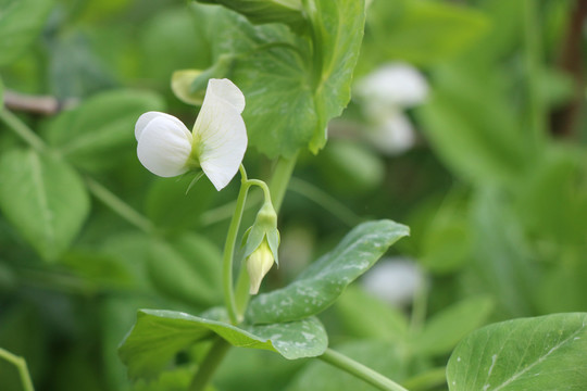 蚕豆花开
