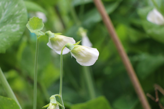 蚕豆花开