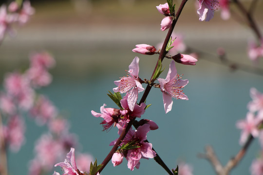 桃花朵朵开