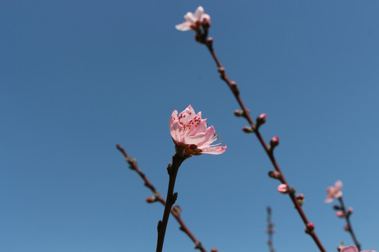 一枝桃花开