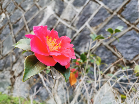 山茶花