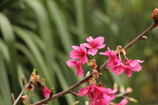 樱花