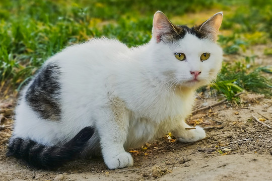 野猫