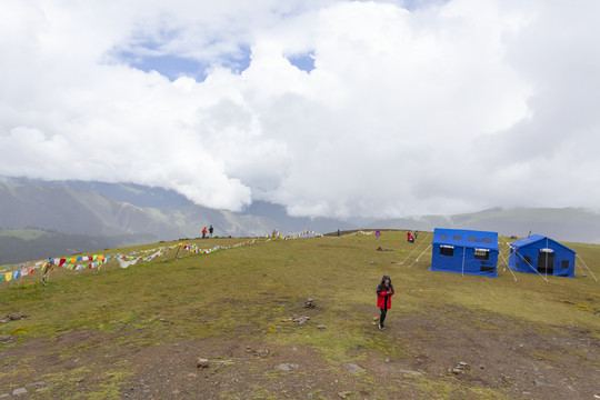 蓝天白云草地西藏牦牛牧场