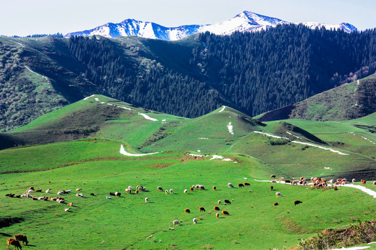 新疆石河子南山风景区