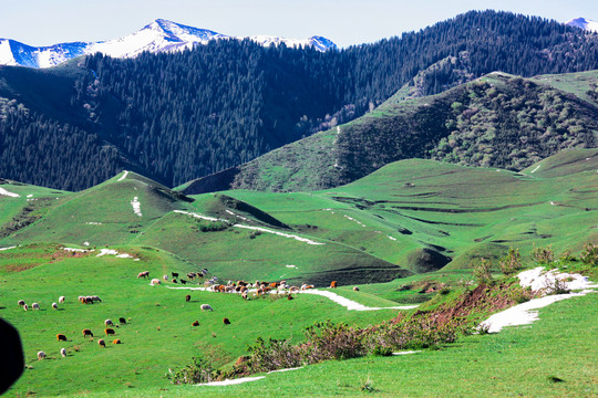 新疆石河子南山风景区