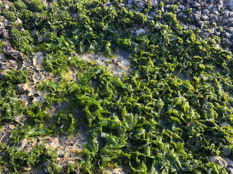 海藻