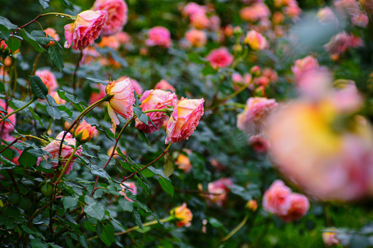 月季花玫瑰花