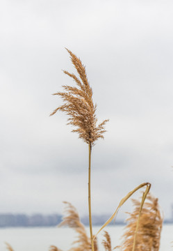 风中芦苇