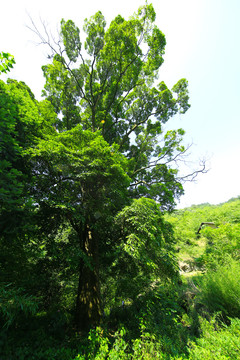 蒋家堰风光黑龙BC