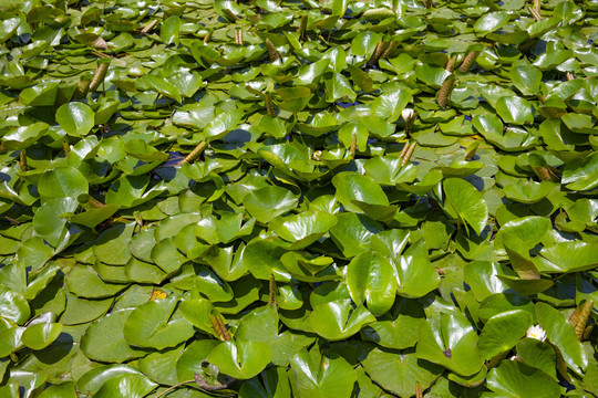 水生植物