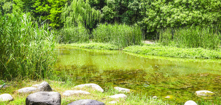 宁静的小河和树木草地风景全景图