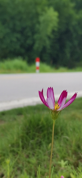 路边的野花