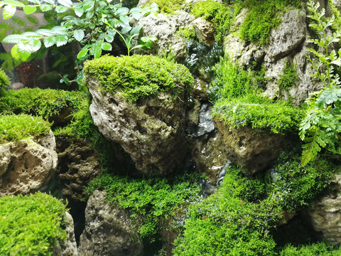 假山苔藓盆景