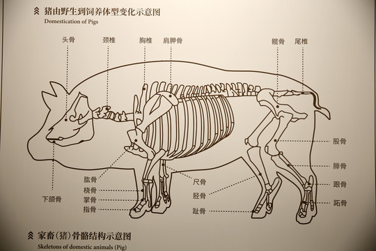 家畜猪骨骼结构示意图