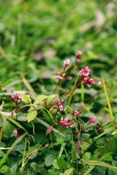 红花矾根