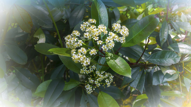 林间小花