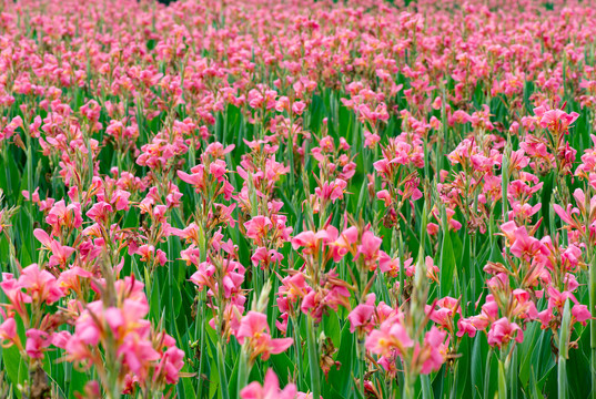粉色花朵花海背景
