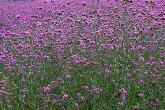 紫色花卉花海紫色熏衣草