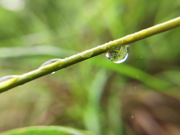 一滴水珠倒影