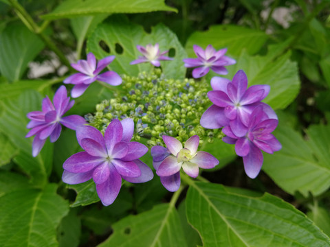 植物花卉绣球花